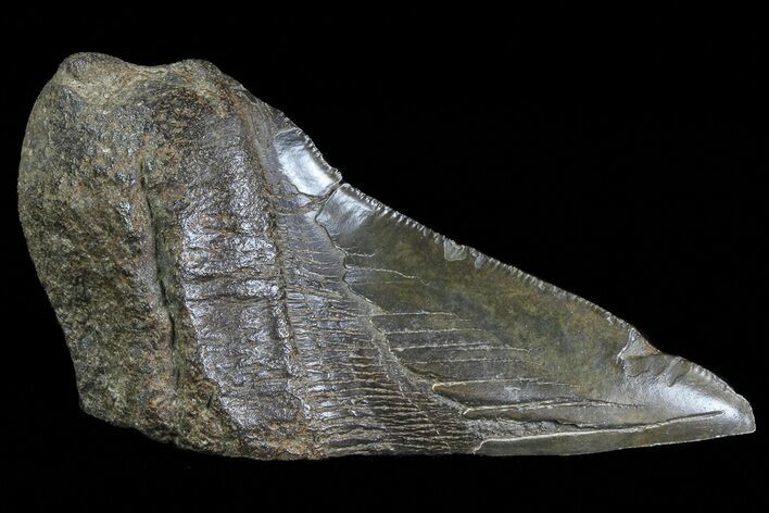 Fossil Megalodon Tooth Paper Weight #66213